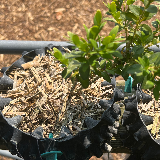 Buis commun (Buxus semperviens)