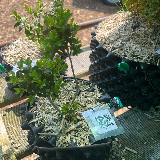 Buis commun (Buxus semperviens)