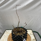 Charmes commun (Carpinus betulus)