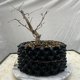 Charmes commun (Carpinus betulus)