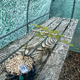 Charmes commun (Carpinus betulus)