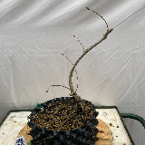 Chêne pédonculé (Quercus robur)
